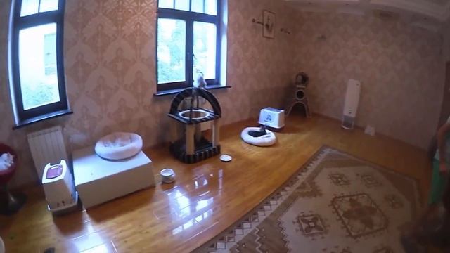 (1364) МОСКВА ГЛАЗАМИ ЛЕНОЧКИ, СЮРПРИЗ ДЛЯ КОШАТНИКОВ НА СТАРОМ АРБАТЕ) .