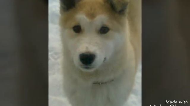 Як вибрати цуценя західно сибірської лайки