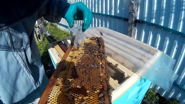пчеловодство семья на 145 рамке жду маток установка 5 корпуса