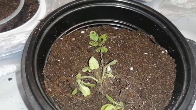 Петуния спустя 2 недели с момента посева.