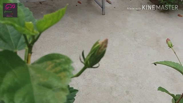 Falling off hibiscus budbuds turning into yellow