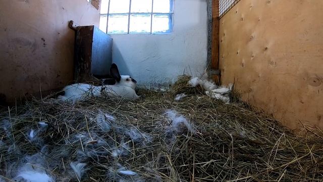 Нужно или нет делать маточник в вольере