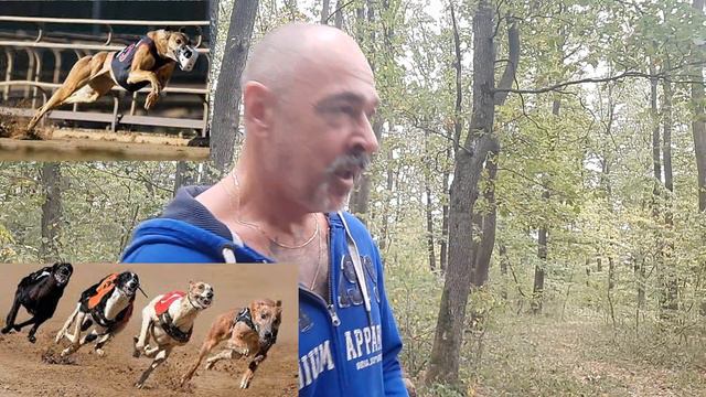 Greyhound - Der Schnellste Hund Der Welt