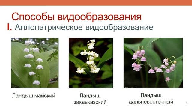 ГОТОВИМСЯ К ЕГЭ ПО БИОЛОГИИ-2020. Способы видообразования