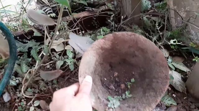 #suculenta#  Suculenta Sem Terra