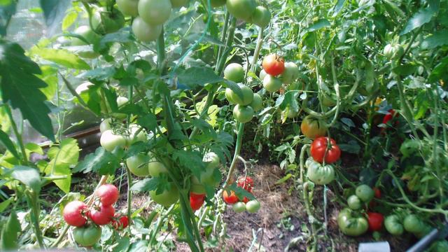 Как бороться с фитофторой.  Несколько способов