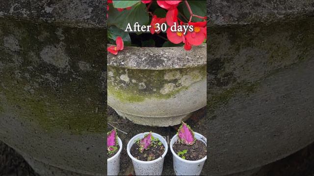 How To Grow Coleus Plants With Leaves