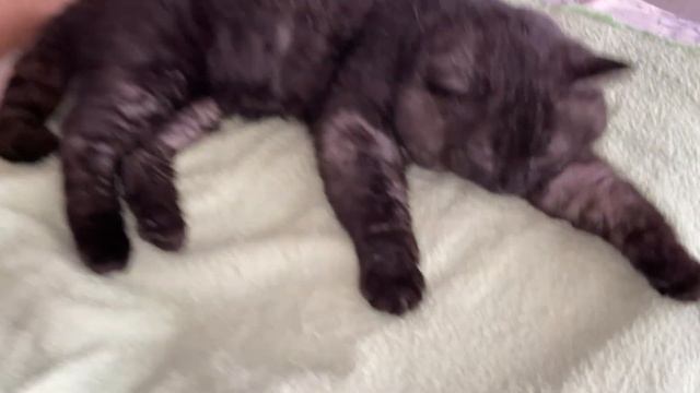 У Маши весна пришла. Ответил про камин. Мыр позволил Маше есть со своей тарелки.