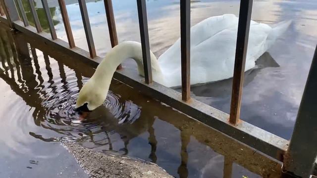 А белый лебедь на пруду