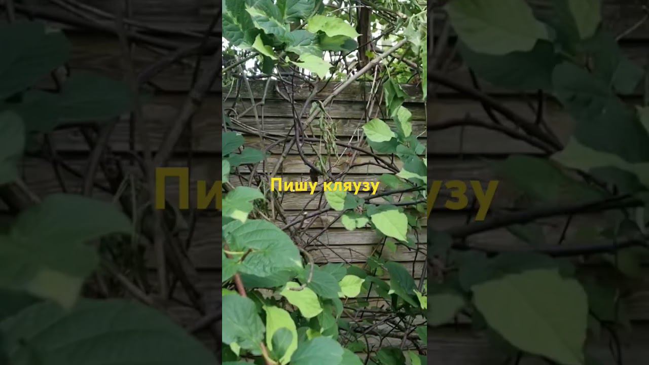 пишу кляузу