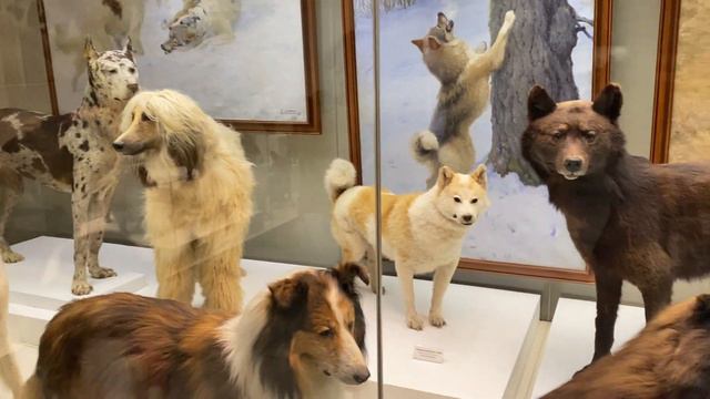 Музей Дарвина