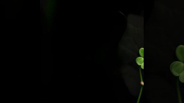 715e6339a330f87413a79232805e1490