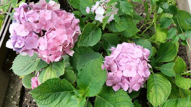 ULTIMATE KEFTA 💔🔥 !!! BEST KEFTA RECIPE Subtitled ASMR