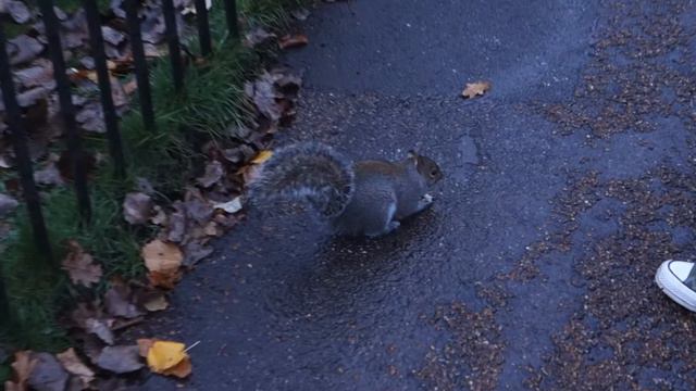 Оказывается, я боюсь белок))) Лондон. Hyde Park.