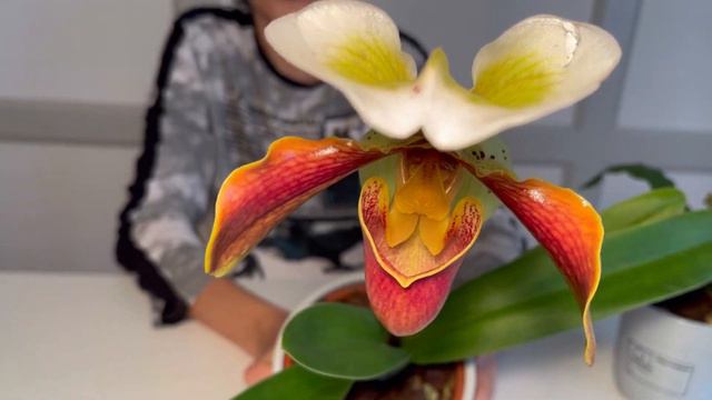 МОИ ПАФИОПЕДИЛУМЫ🌼🍃