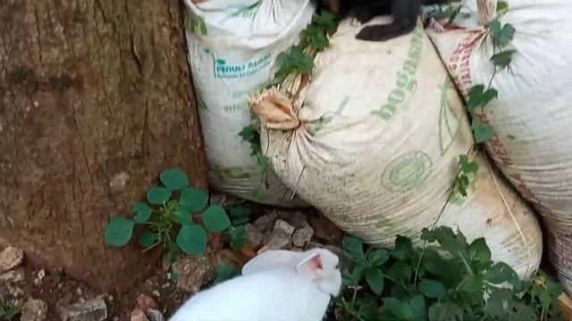 Cute Bunny And Blacky Morning Routine || Bunny Lovers