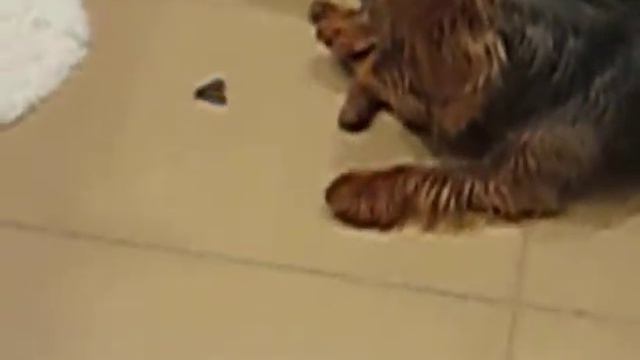 PRICELESS Yorkie Vs. Moth