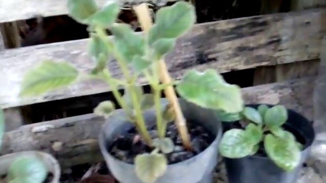 Minhas Gloxinia,mudas Como Fiz, Outra Episcia Com Flor.....