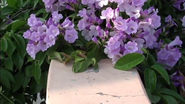 Ipomoea Carnea Or Bush Morning Glory