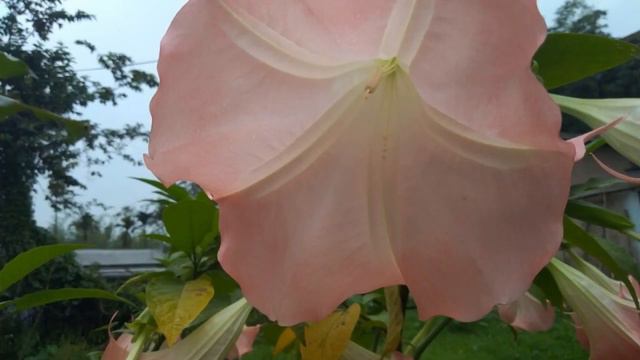 Brugmansia
