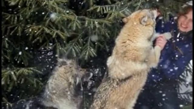 Волк на фото и видео съемку красивые фотоснимки, Москва