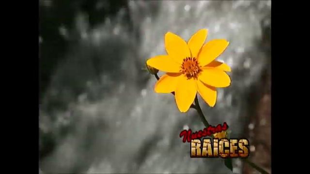 Los Brillantes De Parinacochas En Rivacayco #2