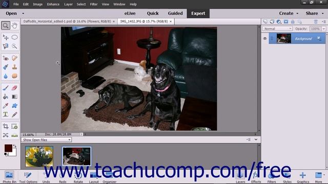 Photoshop Elements 15 Tutorial Removing Color Adobe Training