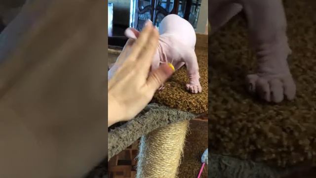 Dwelf Female- ❤️ кошка двельф