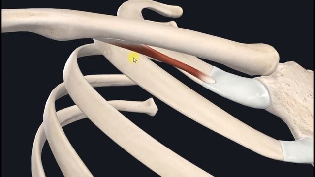 Подключичная мышца (m. Subclavius) 3D Анатомия