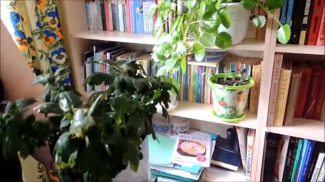 Мои цветы. Мои заботы.