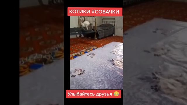 Для поднятия  настроение! #funnyanimals #tik Tok#funnycats #funnyvideo #kucinglucu #shorts
