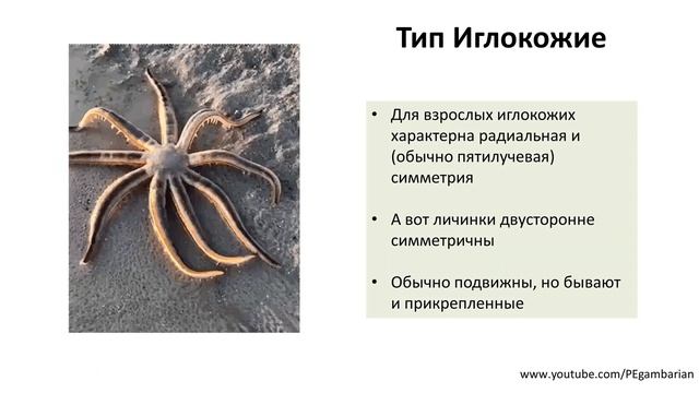 14. Иглокожие (7 класс) - биология, подготовка к ЕГЭ и ОГЭ 2020