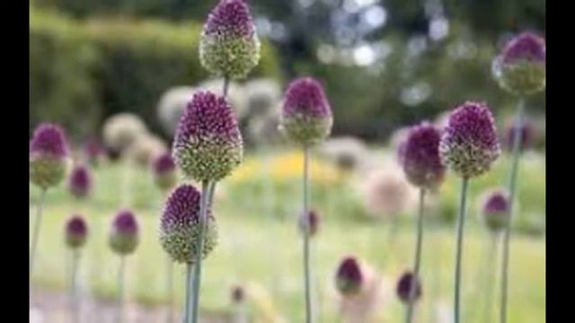 Alliums Give Gardens Colour For Three Seasons