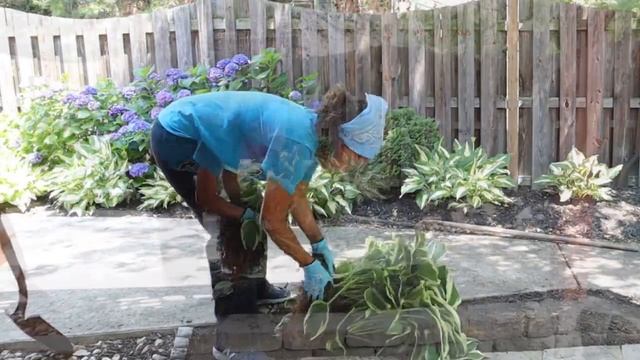 GARDEN WITH ME | SPLITTING And TRANSPLANTING HOSTA