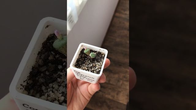 Цветет Conophytum Truncatum Subsp. Veridicatum