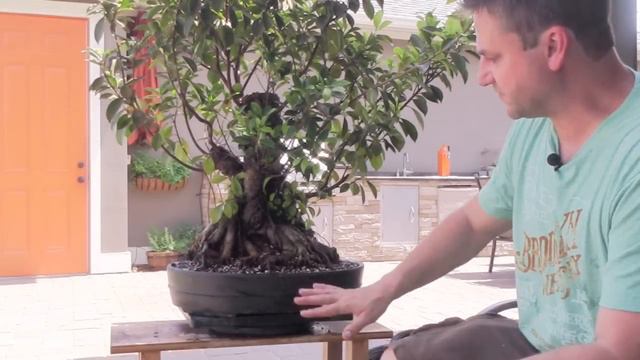 How to Bonsai - Ficus Tree Update
