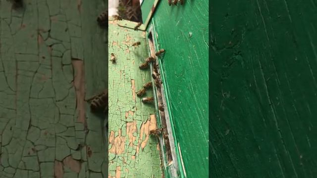 Активный лет пчёл 04.04.2020 Рязанская область