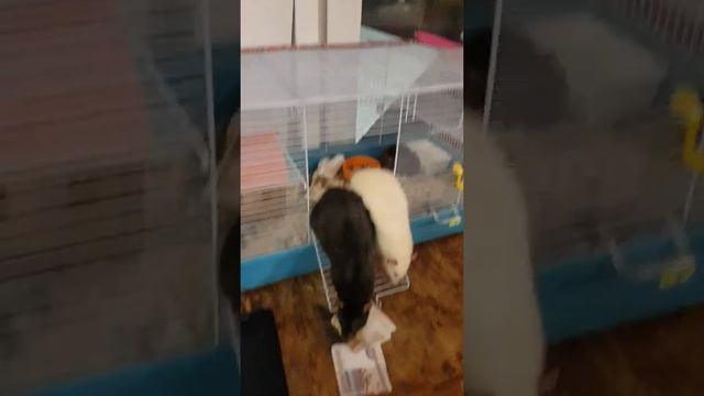 26dcdbe5db7de8b3528afc2c273c89c6