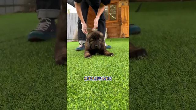 其实我就是怕高加索成犬，哈哈哈！#宠物 #寵物 ##动物