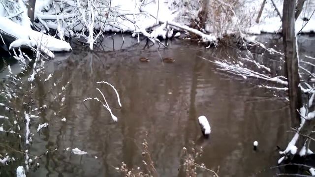 Утки зимуют в городе #4