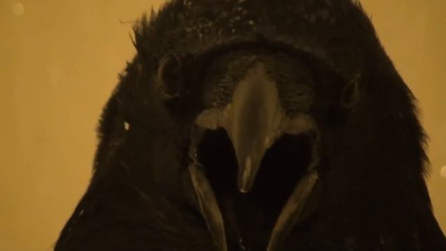 Черного ворона отбили от злых 