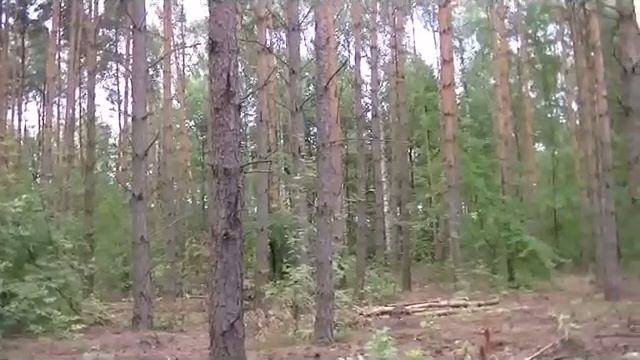 Młoda Para Przyłapana Na Igraszkach W Lesie Pod Warszawą