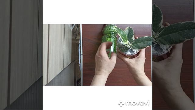 неприятность в посылке с фикусами.