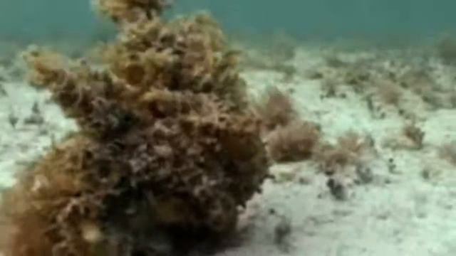 Интересное видео про животных   .ПОСМОТРЕТЬ ВСЕМ !!!.