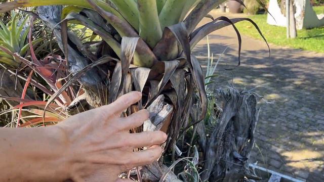 Tillandsias Unveiled: A Tour Of Our Exquisite Collection