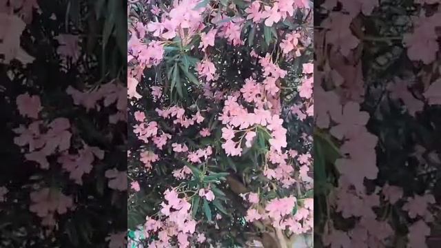 #аллахуакбар الله أكبر