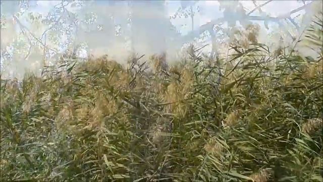 природа осенью. яркие краски осени. вдохновляет. Кишинёв Молдова