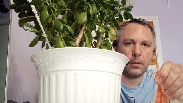 ASMR. УХАЖИВАЕМ ЗА ДЕНЕЖНЫМ ДЕРЕВОМ