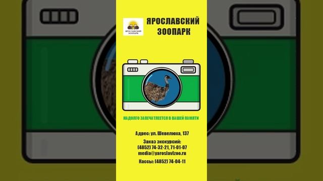 Баннер зоопарк