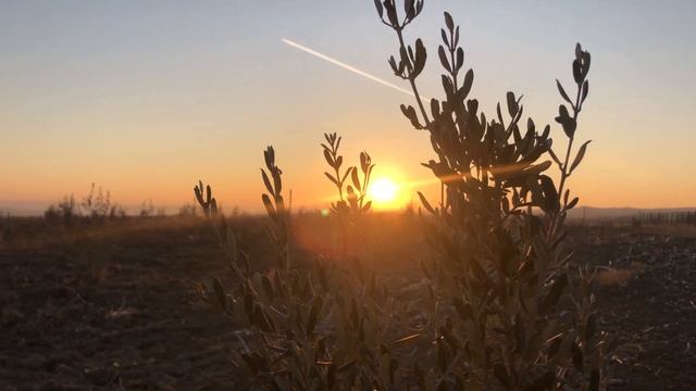 Веб-камеры на плантациях BioDeposit